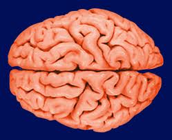 brain