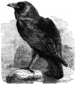 raven