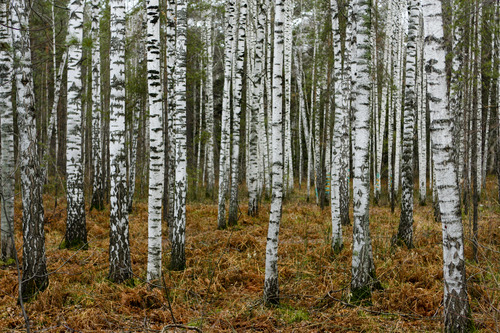Birches_near_Novosibirsk_in_Autumn_m
