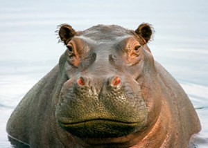 hippo