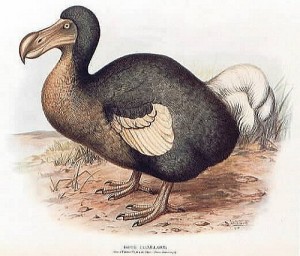 dodo