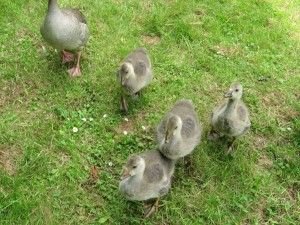 cherwell1