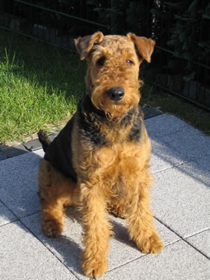 airedale