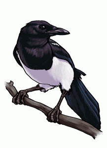 magpie2