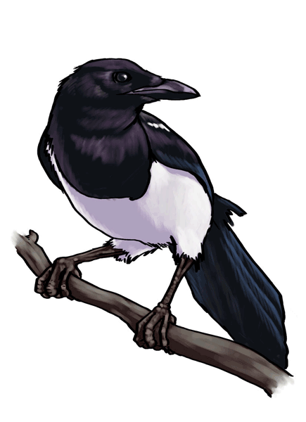 magpie2
