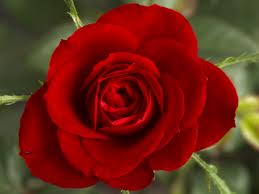 Rose from obscurity...