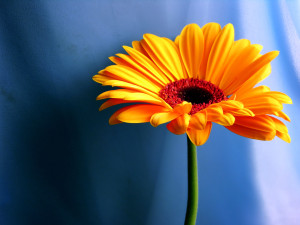 gerbera