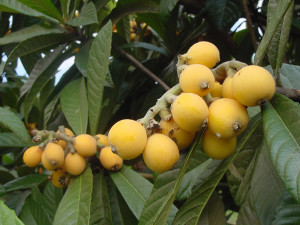 loquat