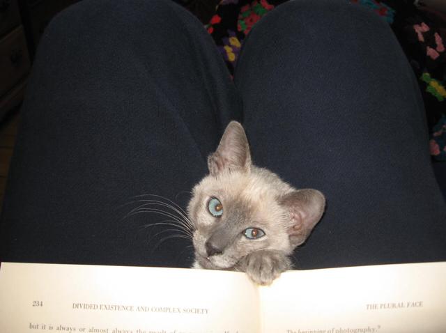 bookcat