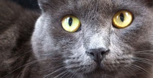 russianblue