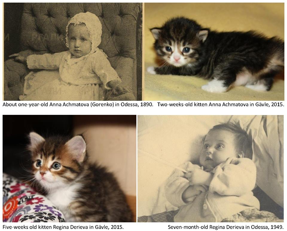 baby-cats