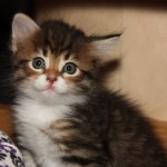 regina-cat1