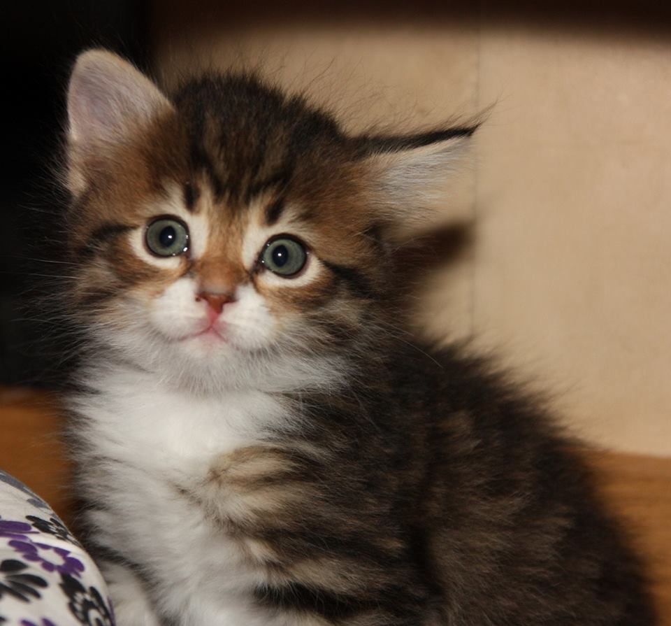 regina-cat1