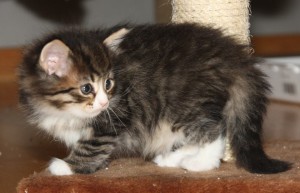 siberiancat2