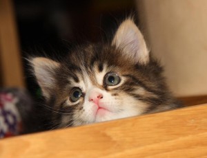 siberiancat3