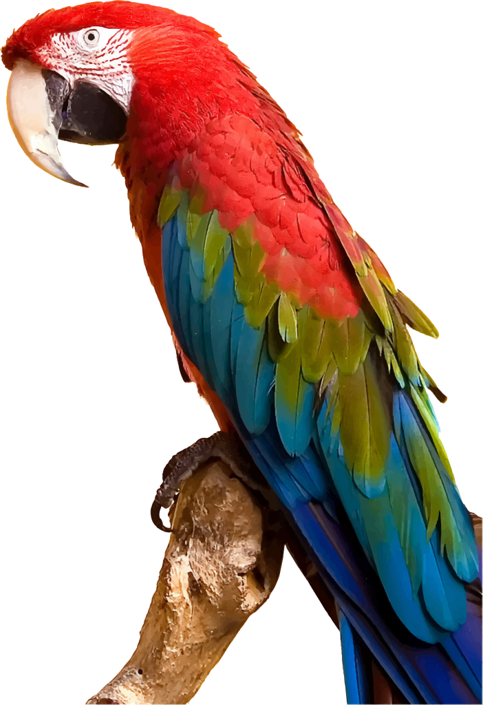 colorful-parrot-2400px