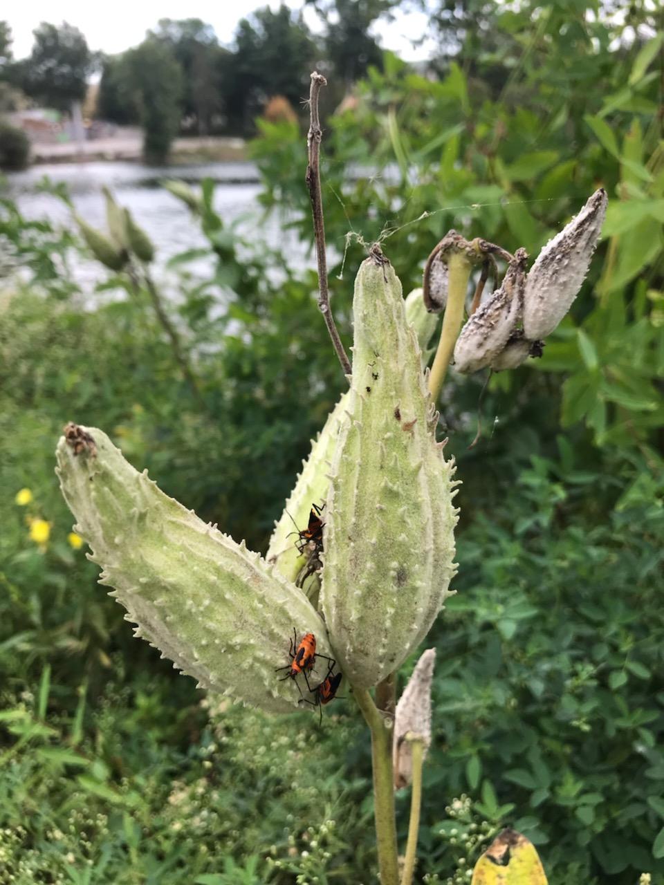 Two views of a milkpod, and a (very) few words from Richard Wilbur